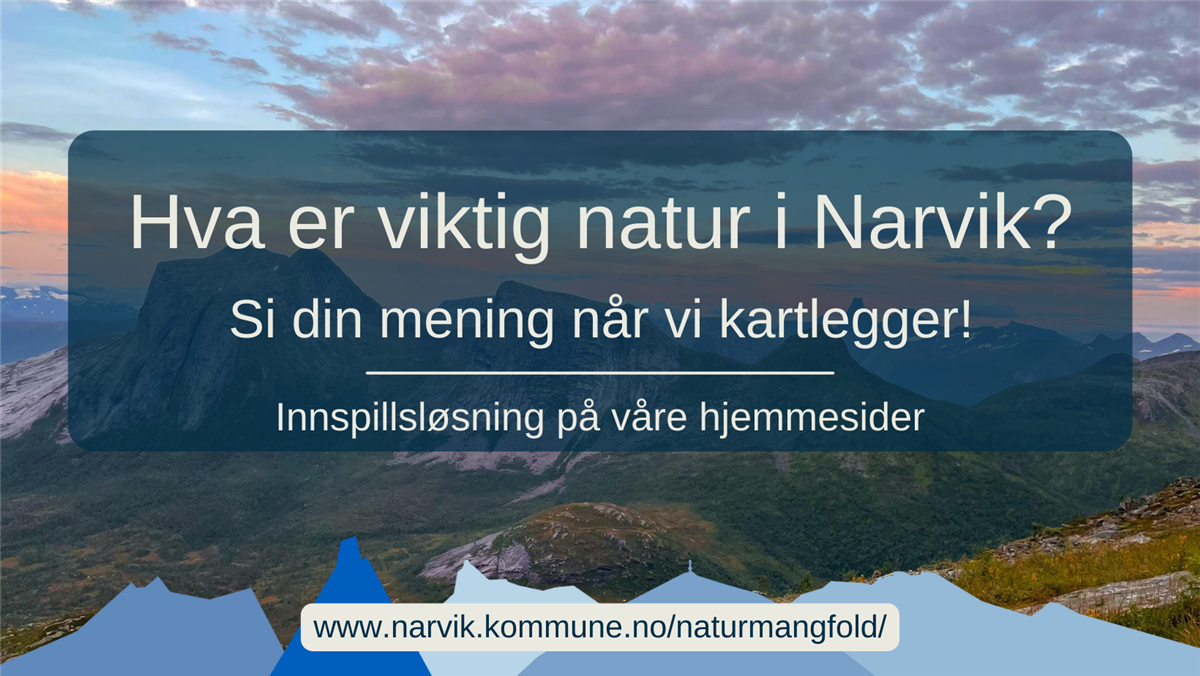 Plakat med tekst - Hva er viktig natur i Narvik? Si din mening når vi kartlegger! Innspillsløsning på våre hjemmesider. Bilde av natur i bakgrunnen. - Klikk for stort bilde